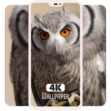 com.xeroicdevelopers.owlwallpapers