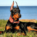 com.myapps.DobermanDogAG