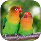 com.lovebird.birdsounds
