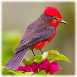 smile.com.BirdPuzzle