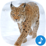 io.appp.sounds.bobcat