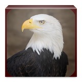 com.example.eagle