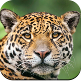 com.hd.animalwallpapers.animals.birds.beautiful.backgrounds.wallpaper
