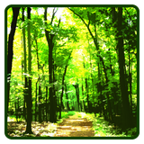 com.chiralcode.wallpaper.forest
