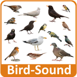 in.ajaykhatri.birdsounds