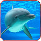 com.hd.dolphinwallpaper.nice.dolphinpictures.beautiful.blackgroundwallpaper