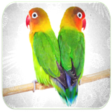 com.eliaswilliam.LoveBirdSounds