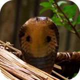 cobra.etlwallpaper.com