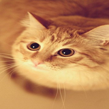 com.AnimalWallpaper.bullandro