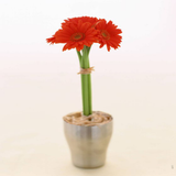 com.flower.hamaz