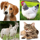 arabic.animals.names.with.sounds