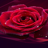 com.dakshapps.redroseshine