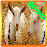 goatsannen.pvbz.any1