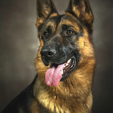 com.cowgame.GermanShepherds