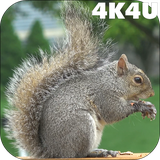 com.lwp4k4u.squirrel