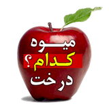 mohammad.mive