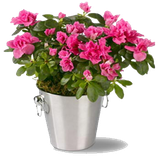 farsin.home_garden