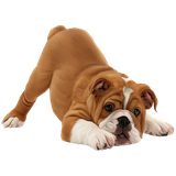 rs.nit.dogbreedsprofile.dogbreedsprofile
