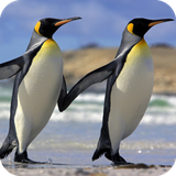 com.PenguinWallpaper.iceland.wallpaper