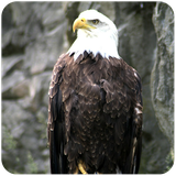 com.mobileapps.eaglebirdsimulatorflight