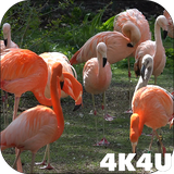 com.lwp4k4u.flamingo