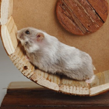 com.mobeasyapp.hamsterpicture