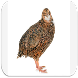 com.devappsinc.quail.bird.sounds