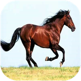 didar.asb