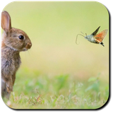 com.Luna.RabbitWallpapers