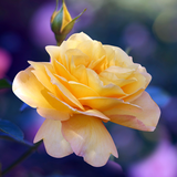 com.livewallpapers3d.roseswallpaper
