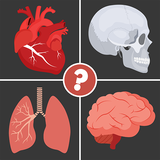 pl.swiatquizu.anatomyquiz.android