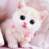 com.powermack.cutecatswallpaper