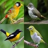com.nuinuy.Birds