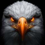 com.eaglewallpaper.livehd4k