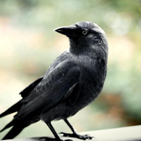 com.soundjabber.crowsounds.crowbird.ringtone