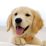 com.freewps.cutepuppieslivewallpaper
