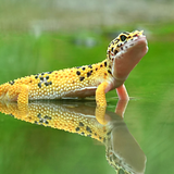 com.stahmoby.geckostahm