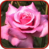com.cosmicmobile.lw.rose