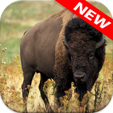 com.animalwallpaper.buffalo