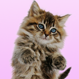 pl.infinzmedia.catdancer