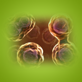 wwk.wikikids.com.cellcycle