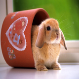 com.rabbit.rabbit