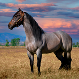 com.leafgreen.horse