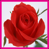 com.nuinuy.Rose