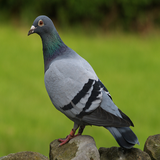 com.pigeon.kabotar