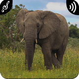 com.appsbrand.elephantsounds