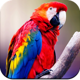 com.hd.Parratwallpaper.Beautifulparratwallpaper.parrotimage.birdwallpaper