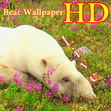 zr.gsg.bear