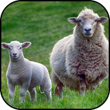com.ipmobilesolutions.wallpaperssheep
