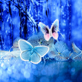 com.livewallpapers3d.frozenbutterflies